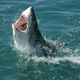 Image for article titled Top Predators May Be the Most Important Animals on Earth
